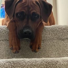Rhodesian Ridgeback All Grown Up from Stoneridge Ridgebacks