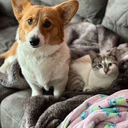 Xayah - Pembroke Welsh Corgi