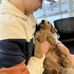 Goldendoodle and Poodle Puppies from Krispydoodle