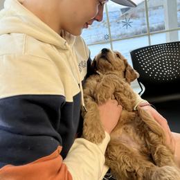 Goldendoodle and Poodle Puppies from Krispydoodle