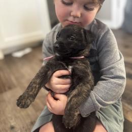 Valor - Black brindle female Dutch Shepherd puppy in Clarksville, Tennessee from Vuurhart Herders