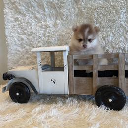 Justin - Red and white male Pomsky puppy in Bucyrus, Missouri from Hill Top Pomskies
