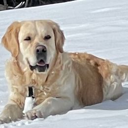 Tandress - Golden Retriever