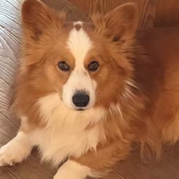Willy - Pembroke Welsh Corgi