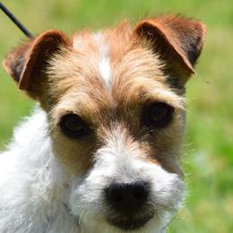 Ellie - Parson Russell Terrier