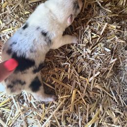 Boy 2 - Blue merle and white male American Corgi puppy in Sequatchie, Tennessee from Green Star Farm Corgis