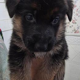 Odin Pick of the litter (Service Dog Training) - Black and red male German Shepherd puppy in Jamesville, New York from Mark Carfagno's Pups