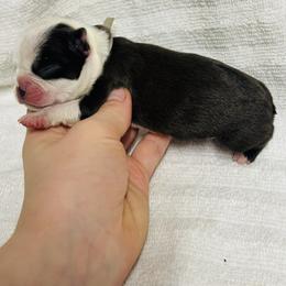 Lucas - Seal and white male Boston Terrier puppy in Georgia from A-K Boston Terriers