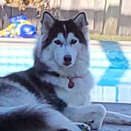 Siberian Huskies from Patton Huskies