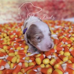 Zero - Chocolate and cream male Dachshund puppy in Martin City, Montana from FleuryDachs