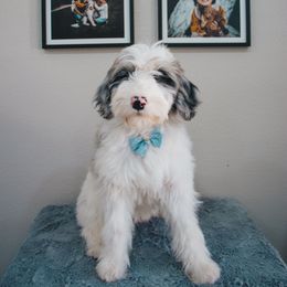 Sol (Orange) - Blue merle and white female Sheepadoodle puppy in Oak Hills, California from High Desert Doodles