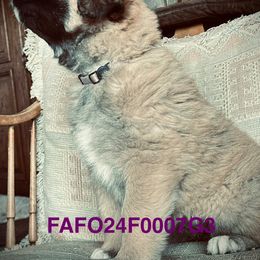 Colorado Mountain Dog Puppies from FAFO Ranch