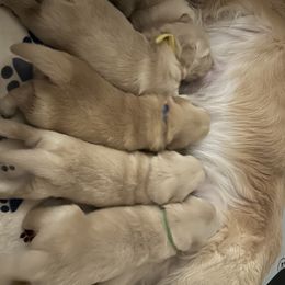 Golden Retriever puppies from Verona Goldens