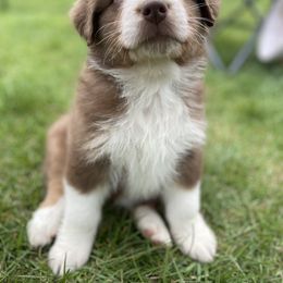 Australian Shepherd Puppies from Quiet Cove Kennels