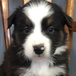Australian Shepherds from Circle C Puppies