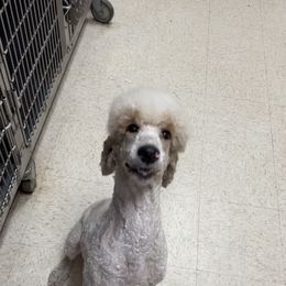 Velma - Poodle