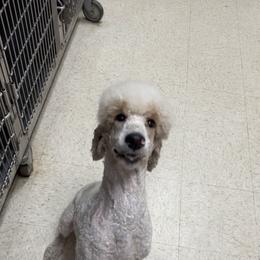 Velma - Poodle
