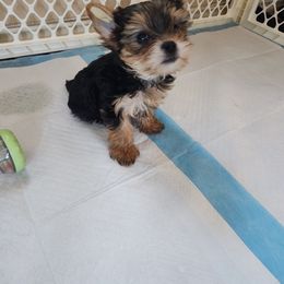 Yorkshire Terrier Puppies from Little Yorkie World Texas