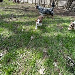 Eevee - Red tri-color female Australian Shepherd puppy in Kenosha, Wisconsin from Out of this World Aussies