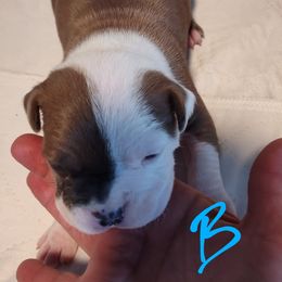 Sammy - Blue fawn male American Staffordshire Terrier puppy in Cosby, Tennessee from Edelhaus Kennel