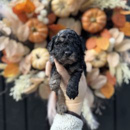 Male 4 - Merle male Goldendoodle puppy in Etna, California from SRS Goldendoodles
