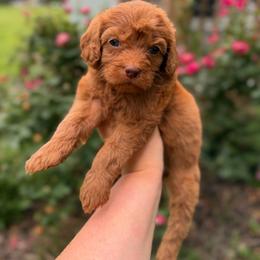 Breeze - Red female Cavapoo puppy in Colcord, Oklahoma from Copper Lane Aussies, Doodles & Cavapoos