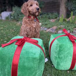 Goldendoodle Puppies from Dhalia’s Doodles