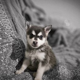 Tooti - Blue female Pomsky puppy in Franklinton, Louisiana from VooDoux Farms