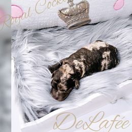 Cockapoo Puppies from Royal Cockapoo Playhouse