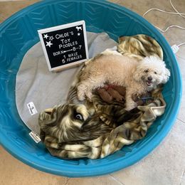 Goldendoodle and Poodle Puppies from Angel’s Goldendoodle Pups