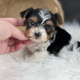 Hudson - Black tan and white male Biewer Terrier puppy in Liberty, Texas from Tiny Yorkshire pups