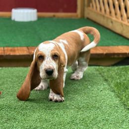 Loosey - Red and white female Basset Hound puppy in Pilot Mtn, North Carolina from Lowdown Love Basset Hounds