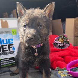 Rabbit - Sable female German Shepherd puppy in Livingston, Kentucky from Illyria Dox & GSD