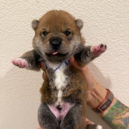 Blue - Red male Shiba Inu puppy in Wildomar, California from Almond & Sesame