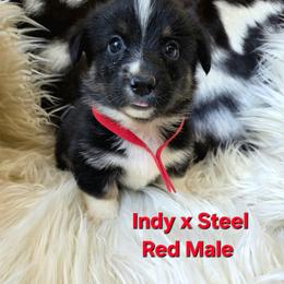 Red collar - White and black male Pembroke Welsh Corgi puppy in Wayne City, Illinois from Lash Livestock & Corgis