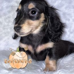 Brittni - Black and cream female Dachshund puppy in Magnolia, Texas from Sandach’s Miniature Dachshunds