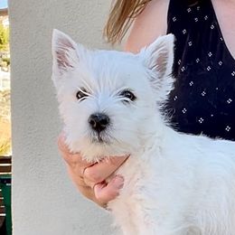 West Highland White Terrier Puppies from Elvador West Highland White Terriers