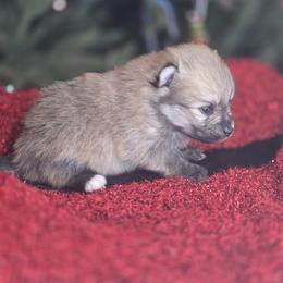 Butch - Wolf sable male Pomeranian puppy in Plainfield, Indiana from Abby's Pampered Pooches