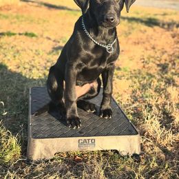 Labrador Retriever Puppies from Holyoke Kennel