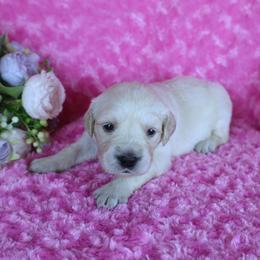 5th Female Pick-Excellent Health Tested Parents. - Light golden female Golden Retriever puppy in Pasadena, Maryland from Promise Land
