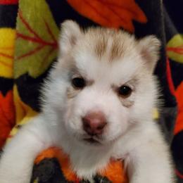 Paprika (pink) - Red and white female Siberian Husky puppy in Elk River, Minnesota from Naturez Siberians