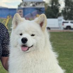 Vader - Samoyed