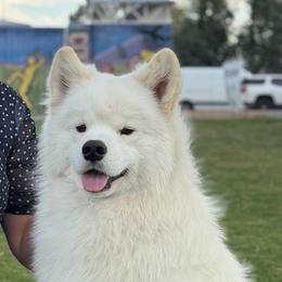 Vader - Samoyed