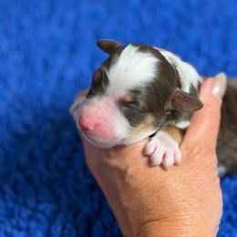 Tilly - Tri-color female Bernedoodle puppy in Burbank, Ohio from Berns & Doodles