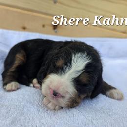 Shere Khan - Tri-color male Bernedoodle puppy in Blackfoot, Idaho from Draper Mountain Doodles