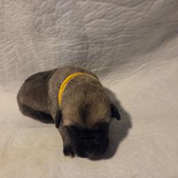 Yellow collar - Fawn female Great Dane puppy in Mineola, Texas from RC Ranch Great Danes And Cane Corsos