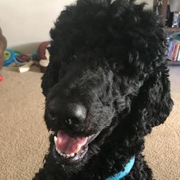 Jax - Poodle