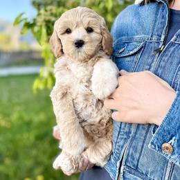 Goldendoodle puppies from Natural Doodle Life