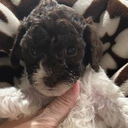 Tinkerbell - Brown female Poodle puppy in Mineral Wells, Texas from S.H.A.R.P.’s Toy Poodles