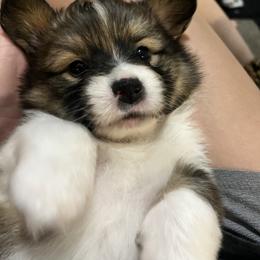Pembroke Welsh Corgi Puppies from Potato Patch